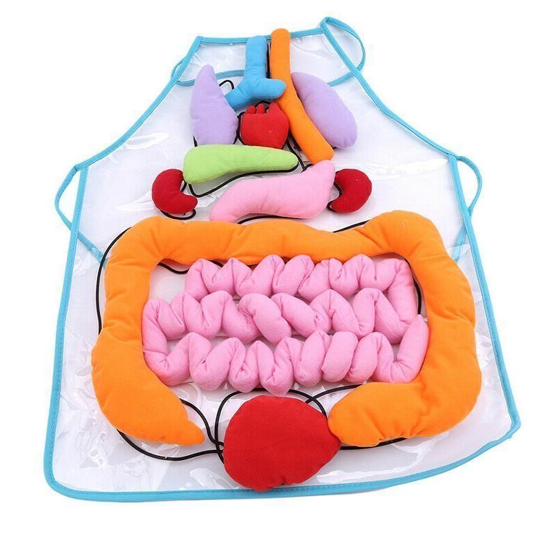 Scientific and Educational Human Viscera Early Teaching Bib - Educational Toys for Children